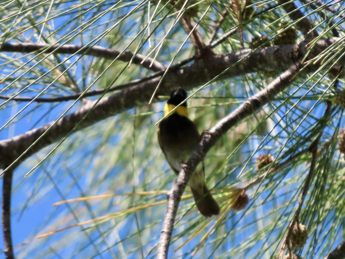 Cuban Grassquit - ML624087345