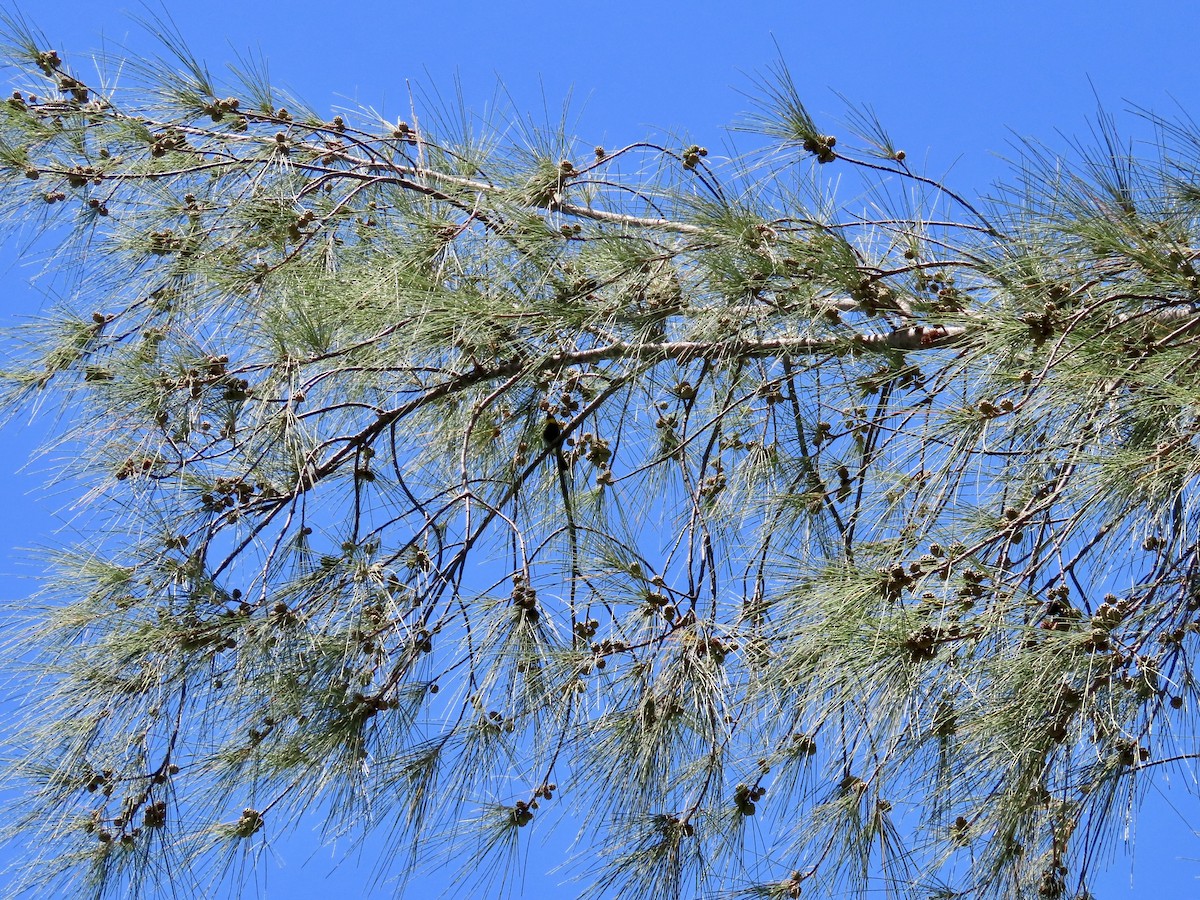 Cuban Grassquit - ML624087346