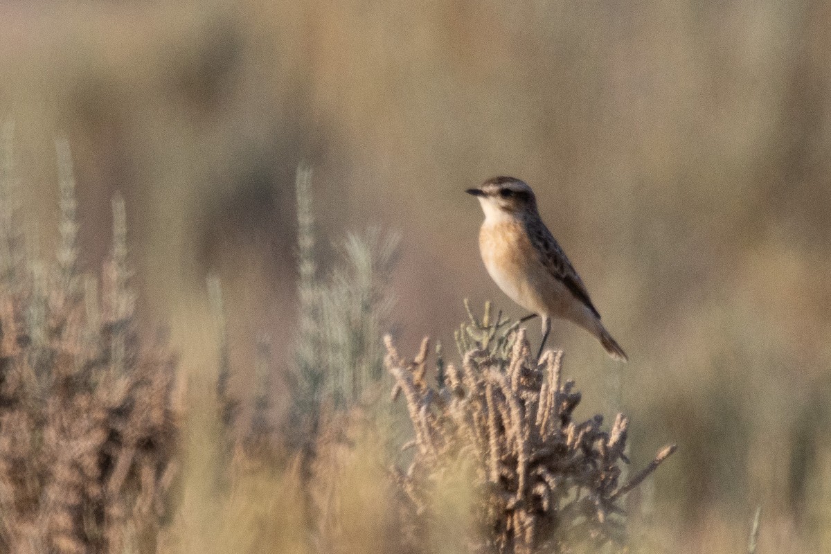 Whinchat - ML624087354