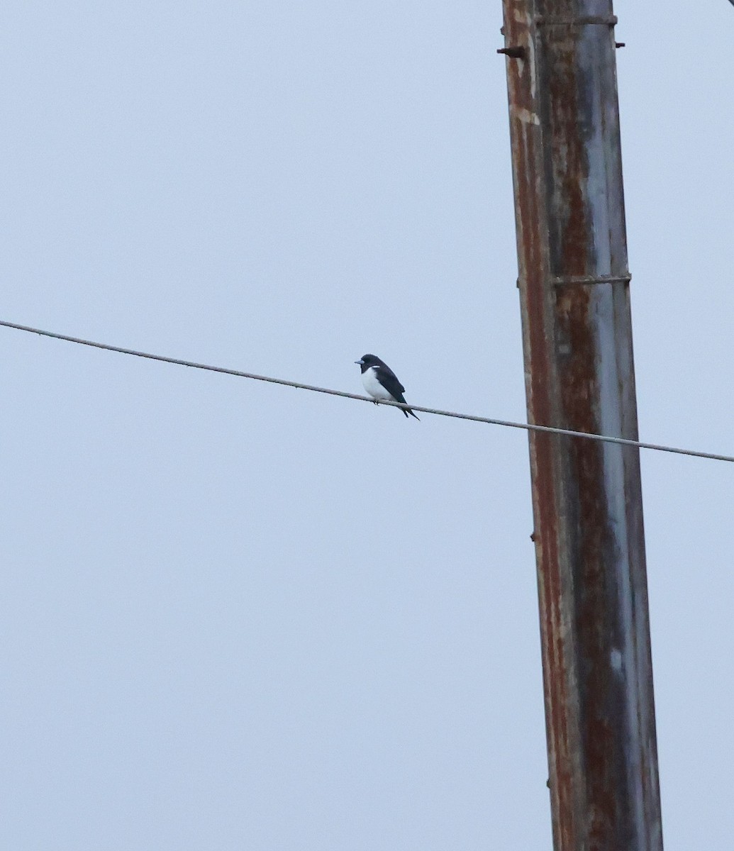 Great Woodswallow - ML624087375