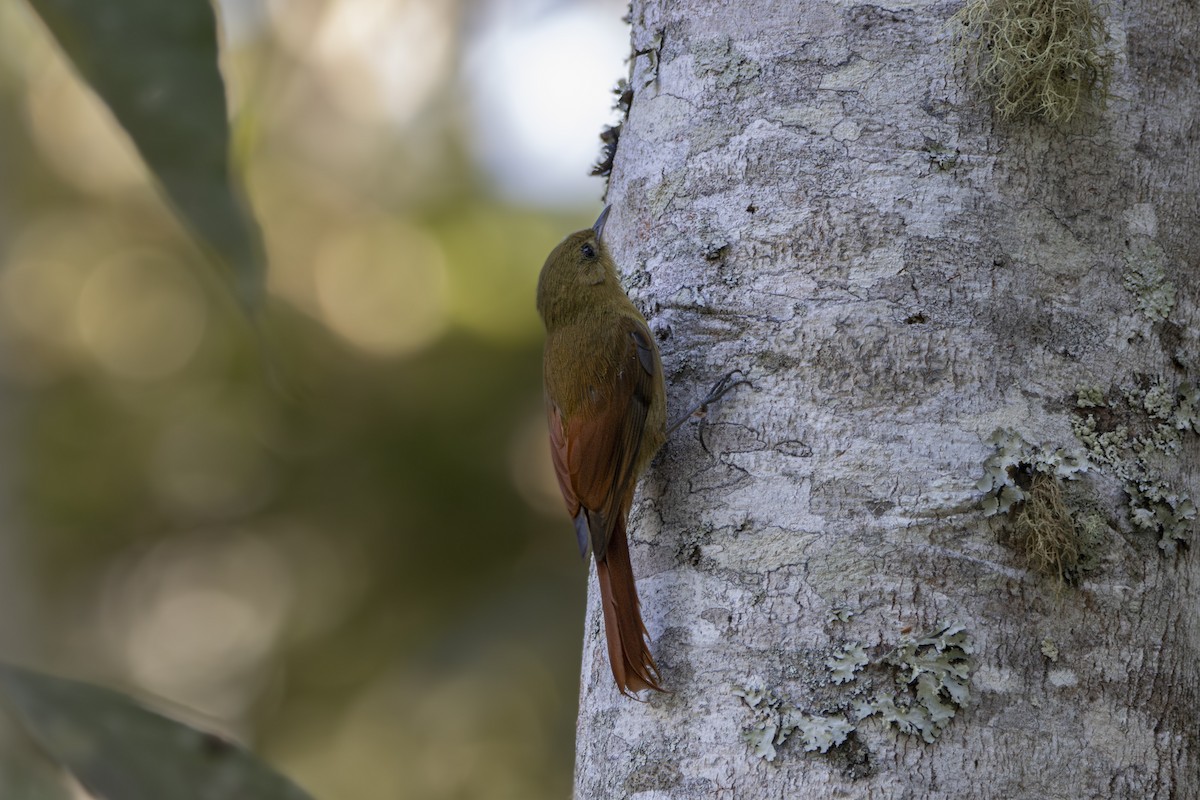 Olivaceous Woodcreeper - ML624087410