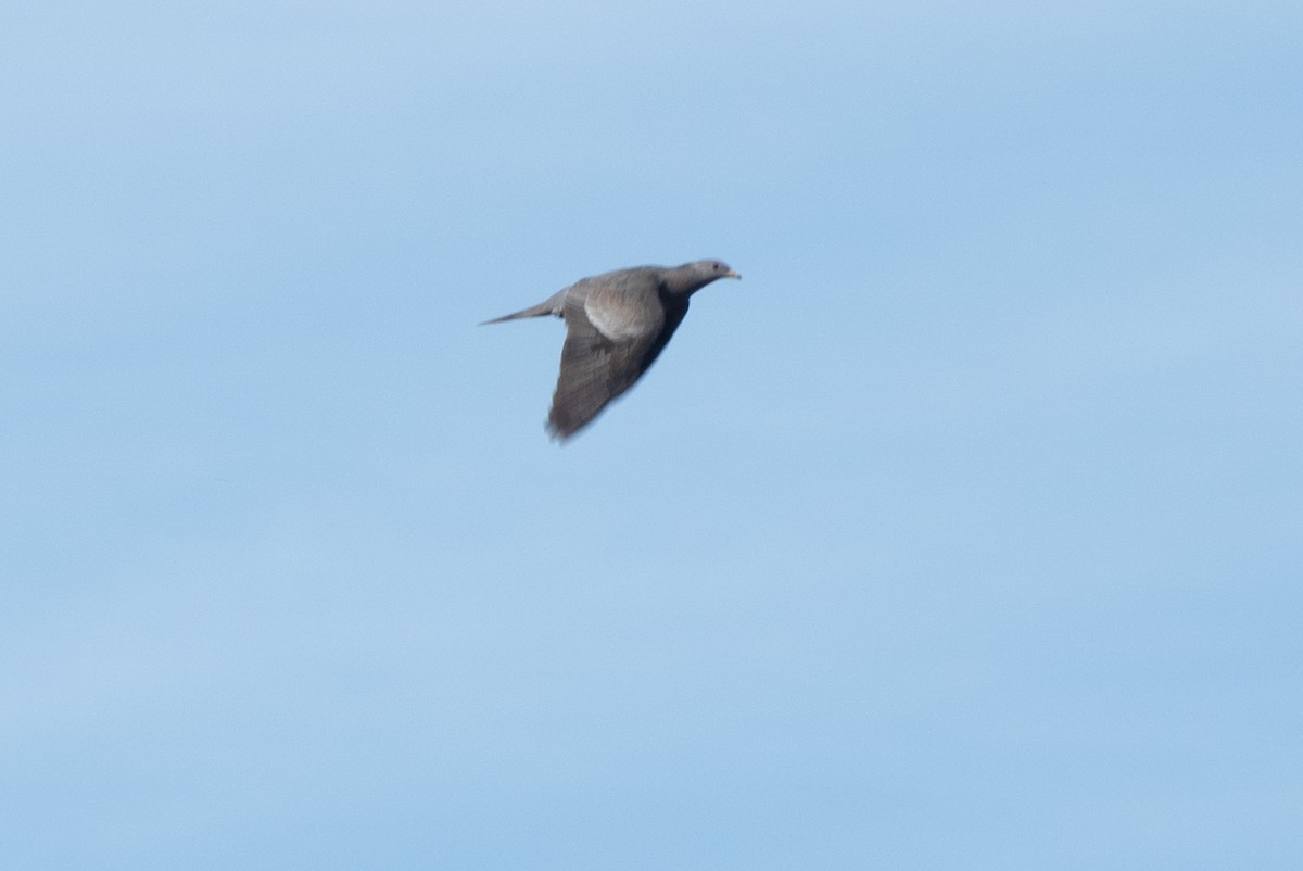 Band-tailed Pigeon - ML624087498