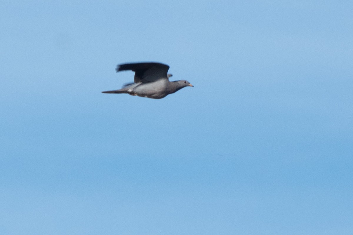 Band-tailed Pigeon - ML624087499