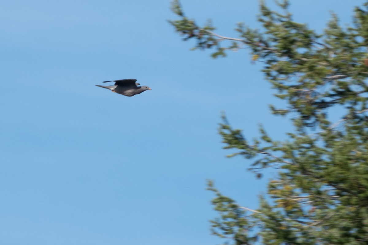 Band-tailed Pigeon - ML624087500