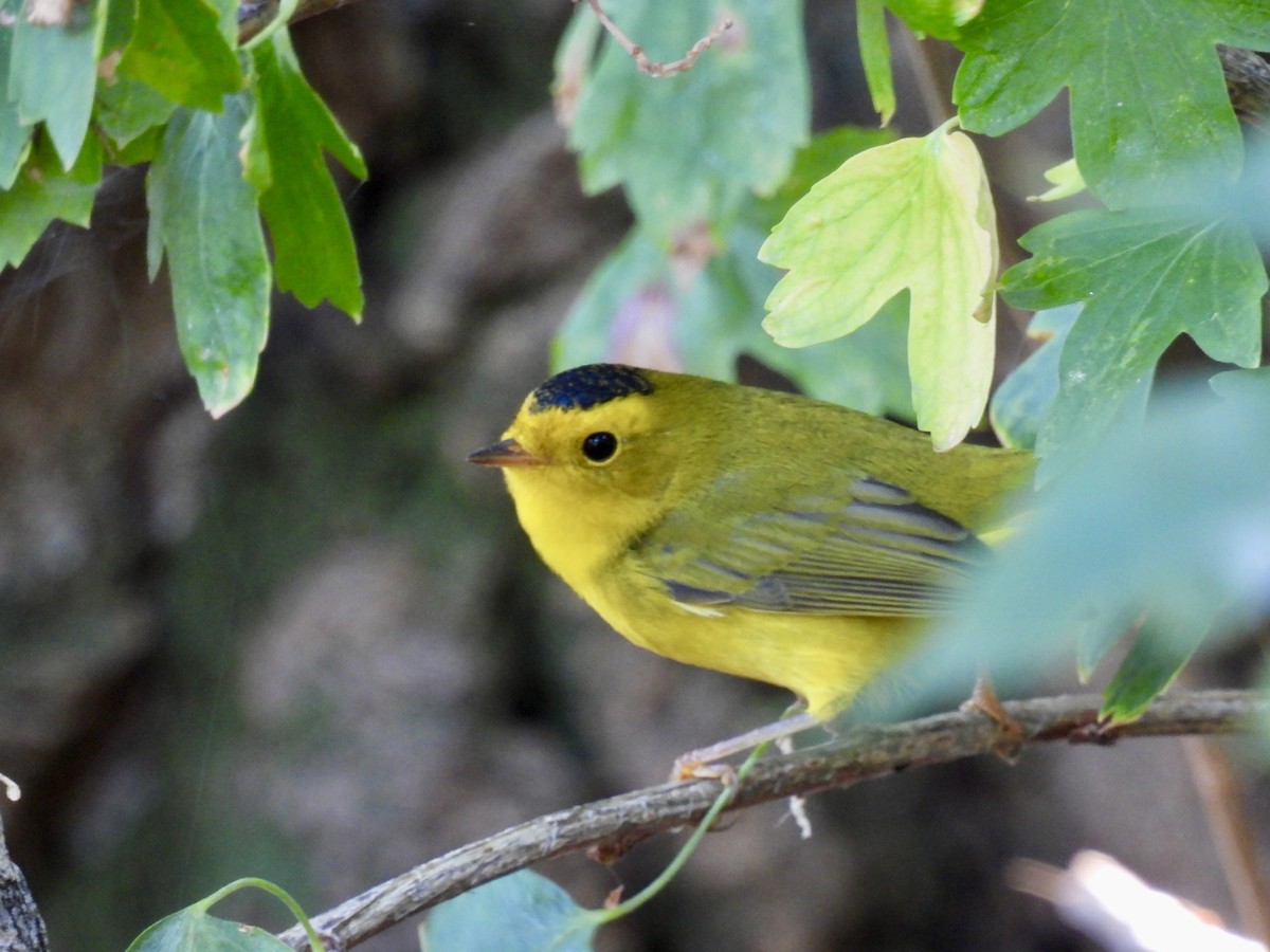 Wilson's Warbler - ML624087523