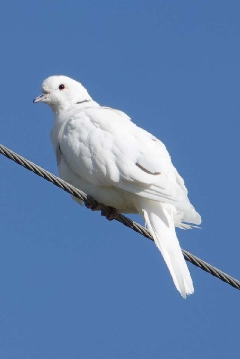 Eurasian Collared-Dove - ML624087529