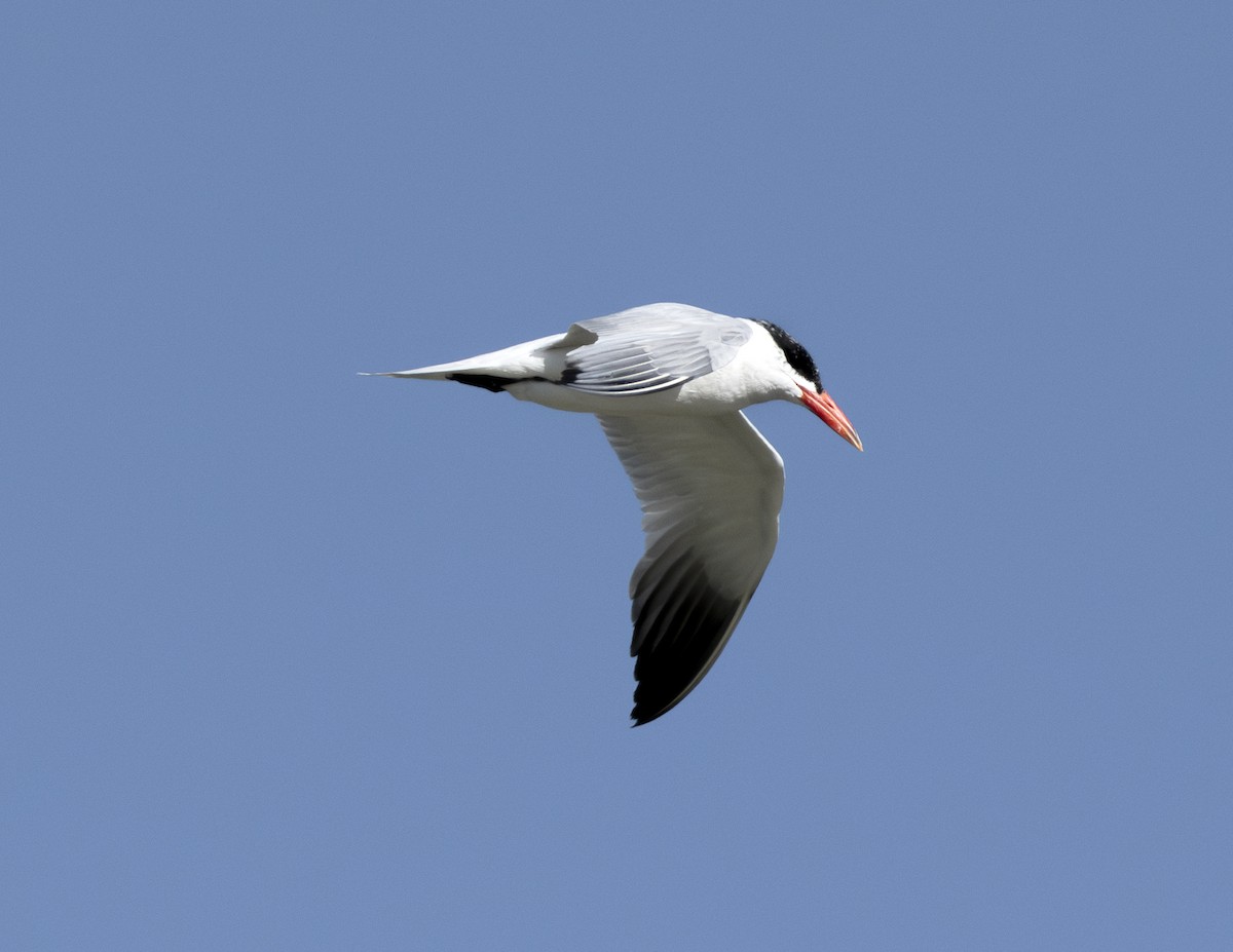 Caspian Tern - Rich and Lynne Glassford