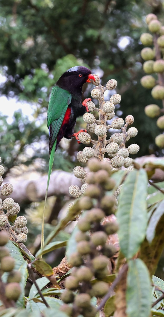 Stella's Lorikeet - ML624087557