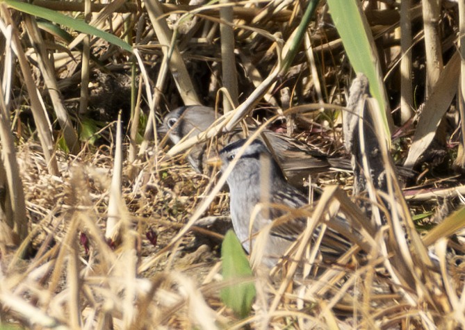 Sagebrush Sparrow - ML624087563