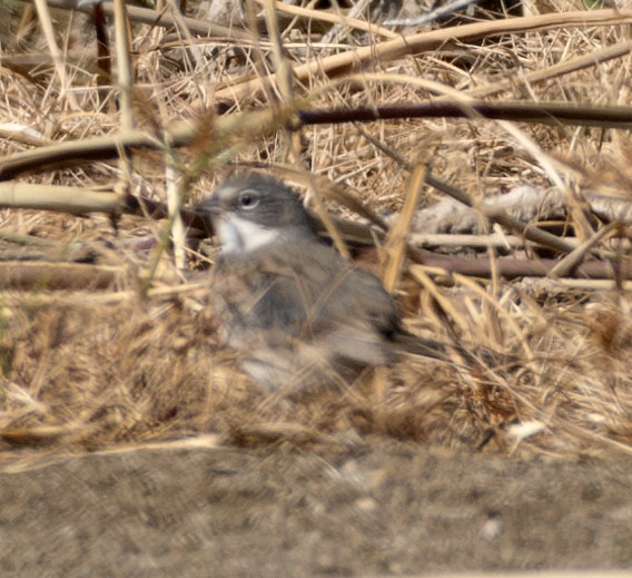 Sagebrush Sparrow - ML624087564