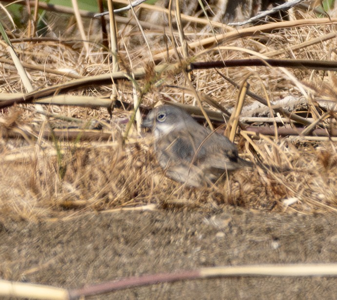 Sagebrush Sparrow - ML624087565