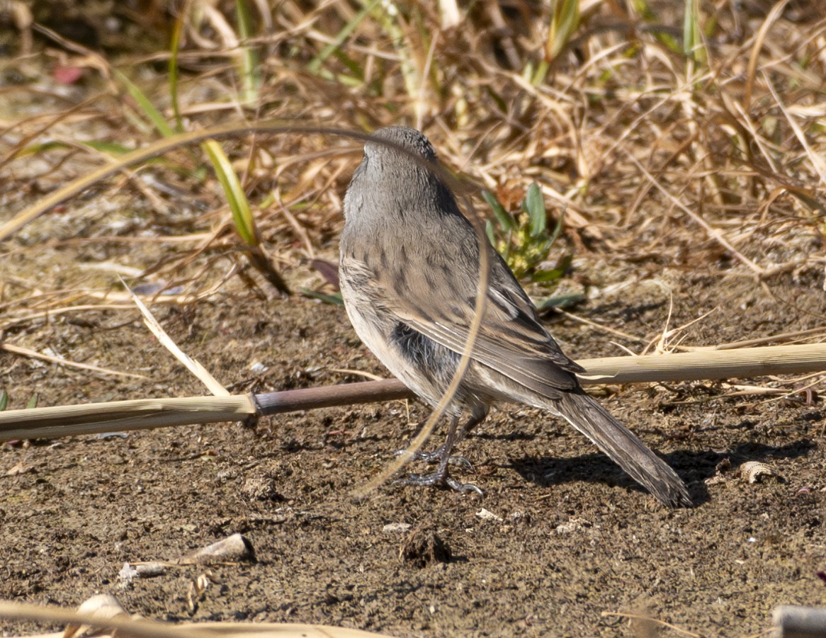 Sagebrush Sparrow - ML624087566