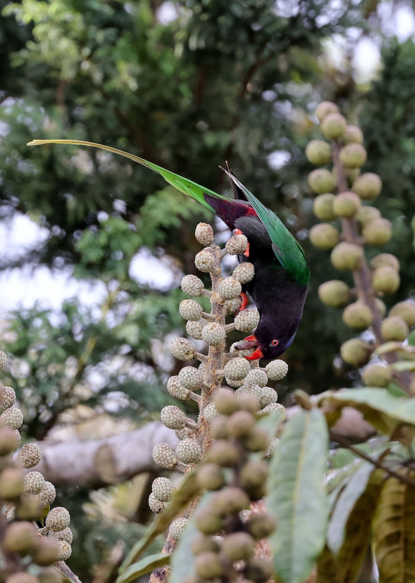 Stella's Lorikeet - ML624087568