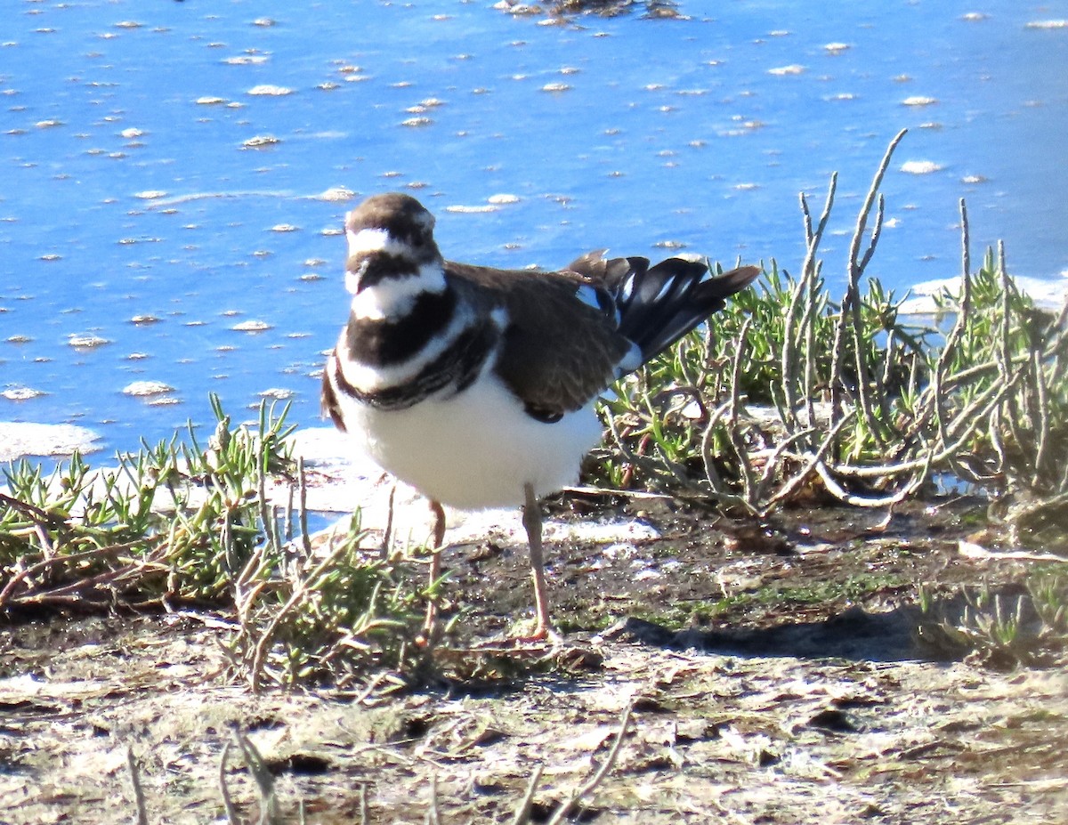 Killdeer - ML624087576