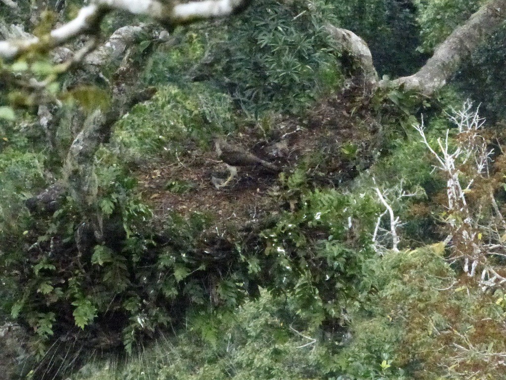 New Guinea Eagle - ML624087580