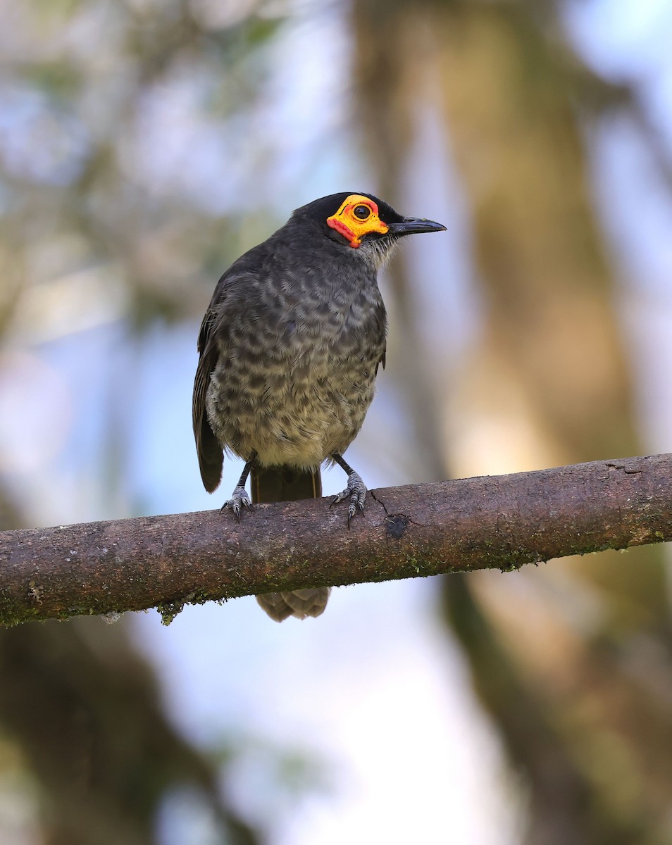 Smoky Honeyeater - ML624087625