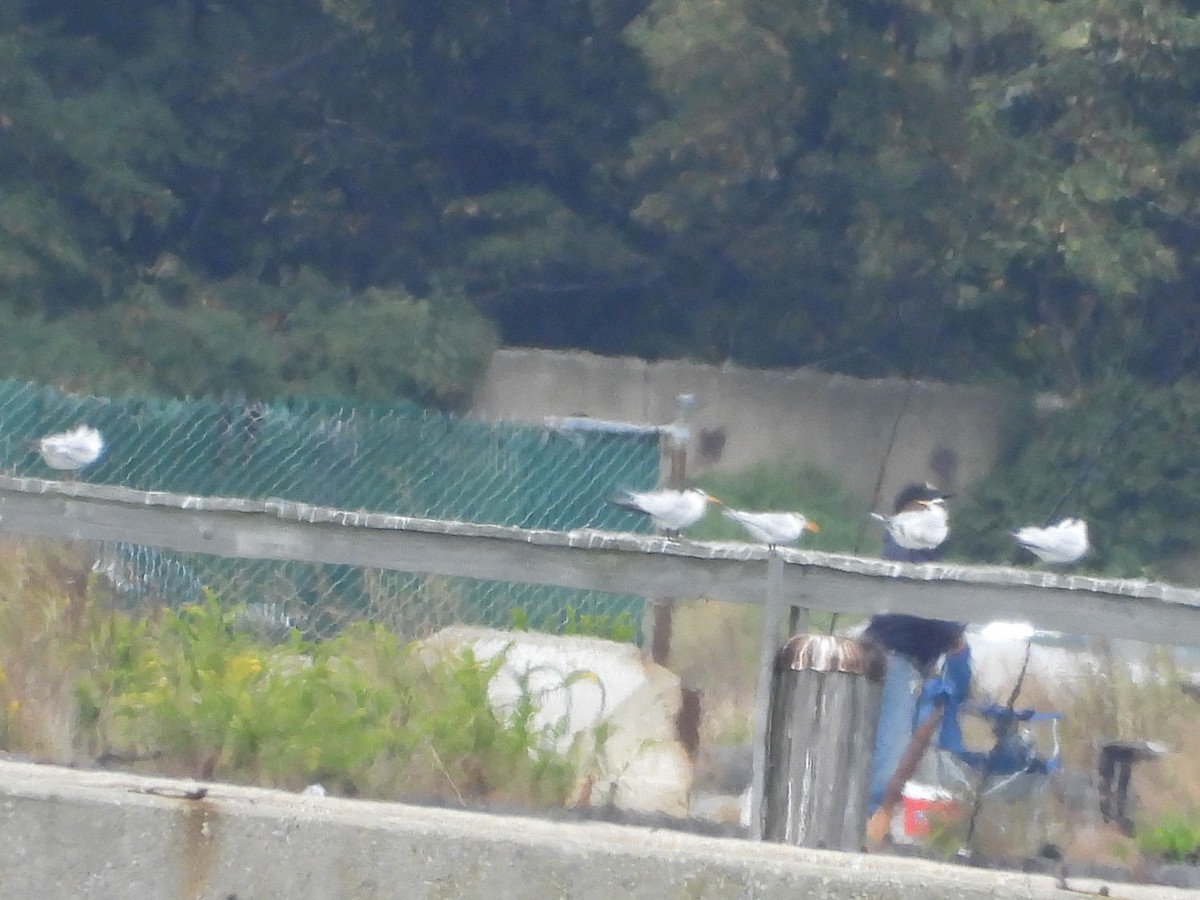 Royal Tern - ML624087666