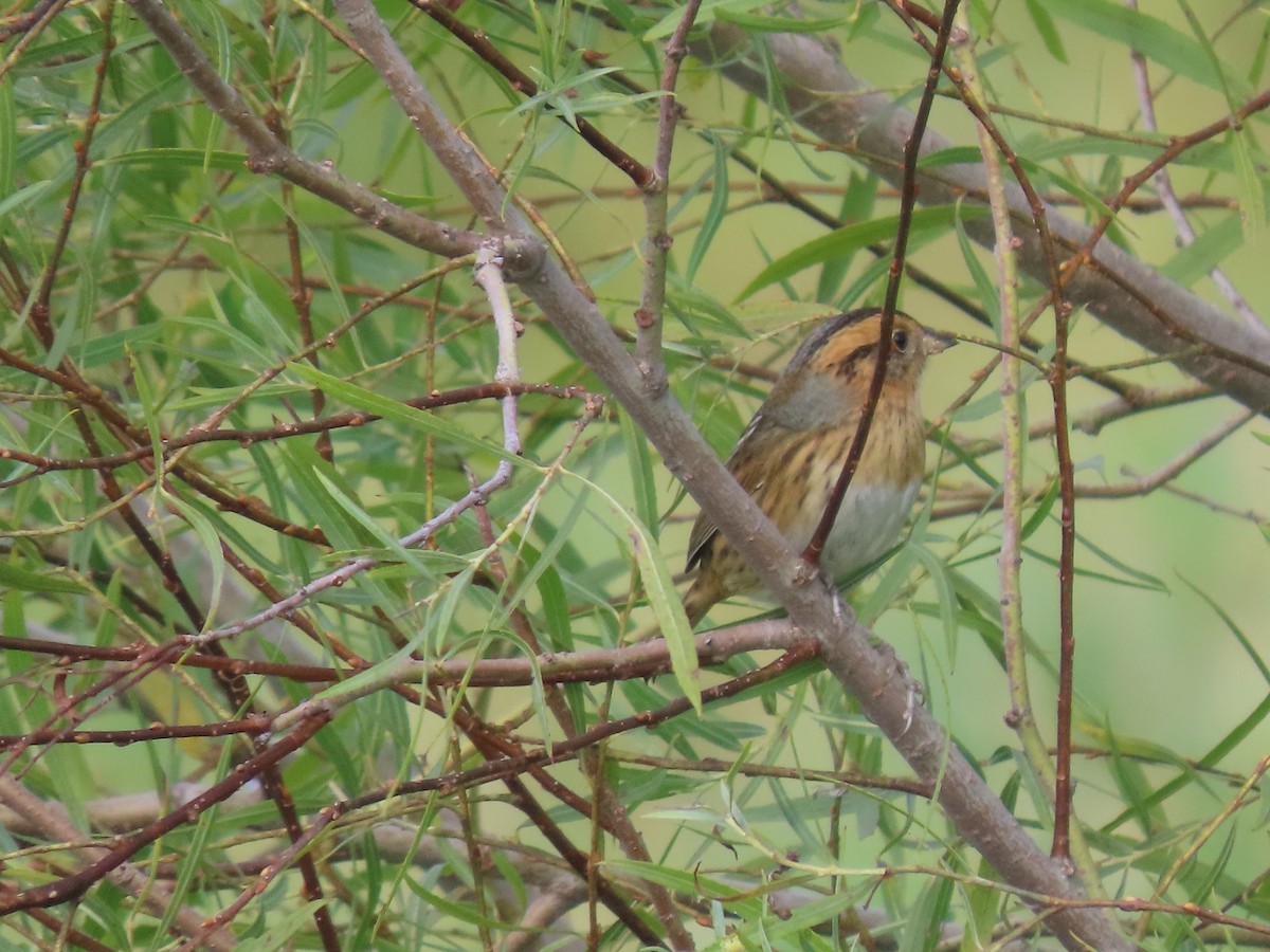 Nelson's Sparrow - ML624087668