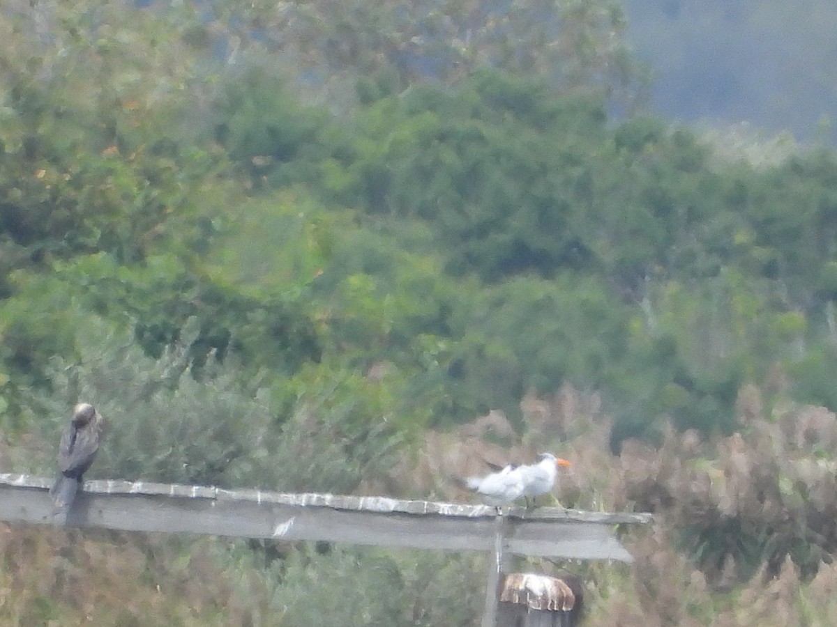 Royal Tern - ML624087674