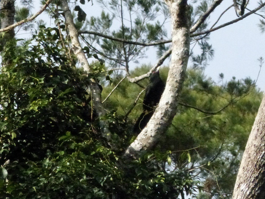 Pheasant Coucal (Pheasant) - ML624087675