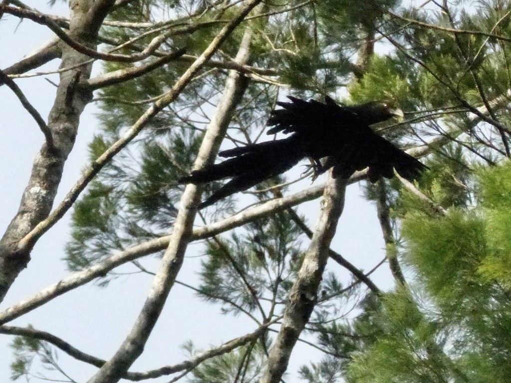 Pheasant Coucal (Pheasant) - ML624087680