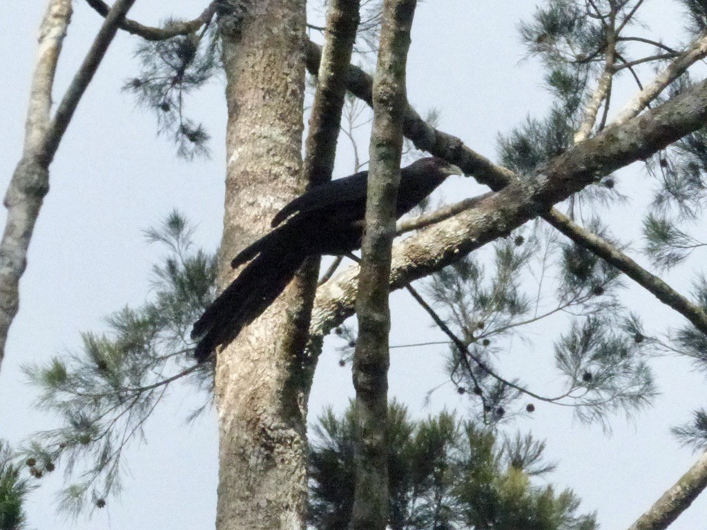 Pheasant Coucal (Pheasant) - ML624087681