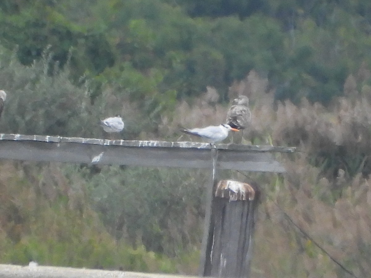 Royal Tern - ML624087693