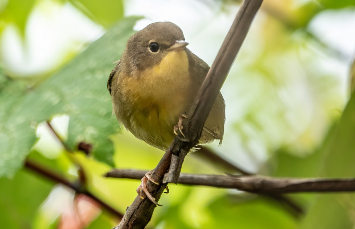 Common Yellowthroat - ML624087714