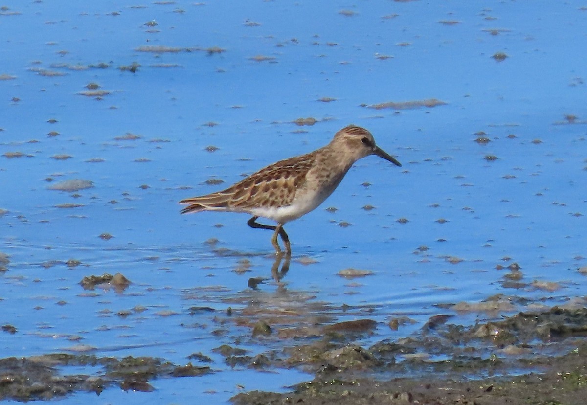 Least Sandpiper - ML624087720