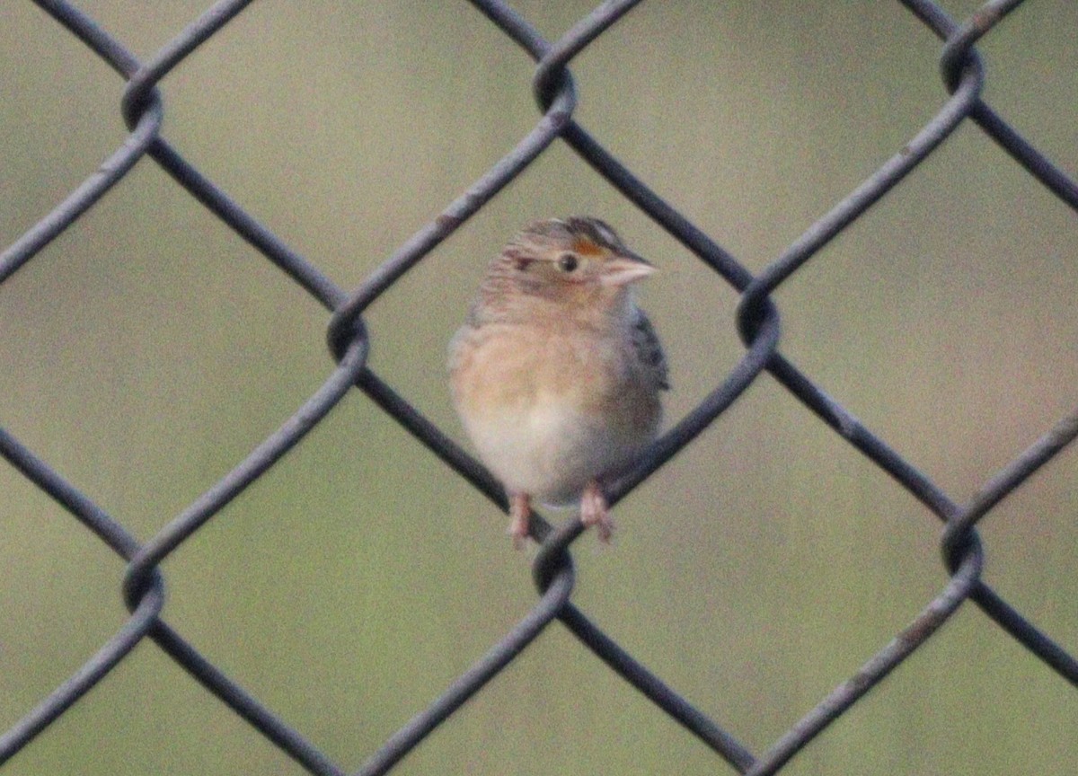 Grasshopper Sparrow - ML624087726