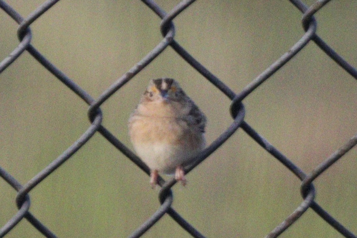 Grasshopper Sparrow - ML624087727