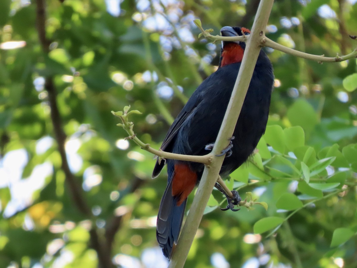 Greater Antillean Bullfinch - ML624087728