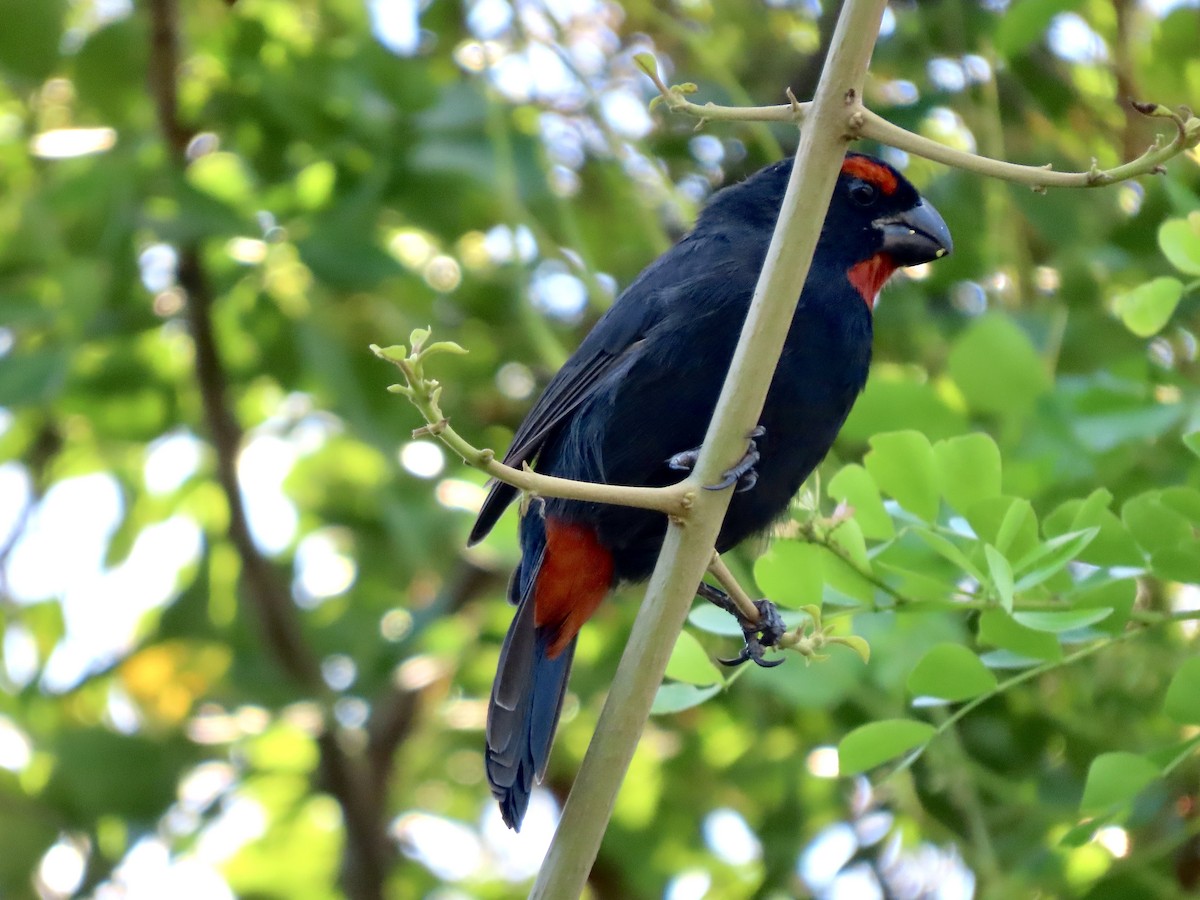 Greater Antillean Bullfinch - ML624087730