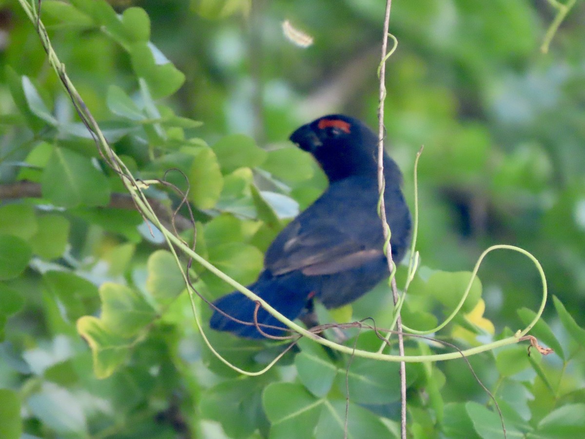 Greater Antillean Bullfinch - ML624087732