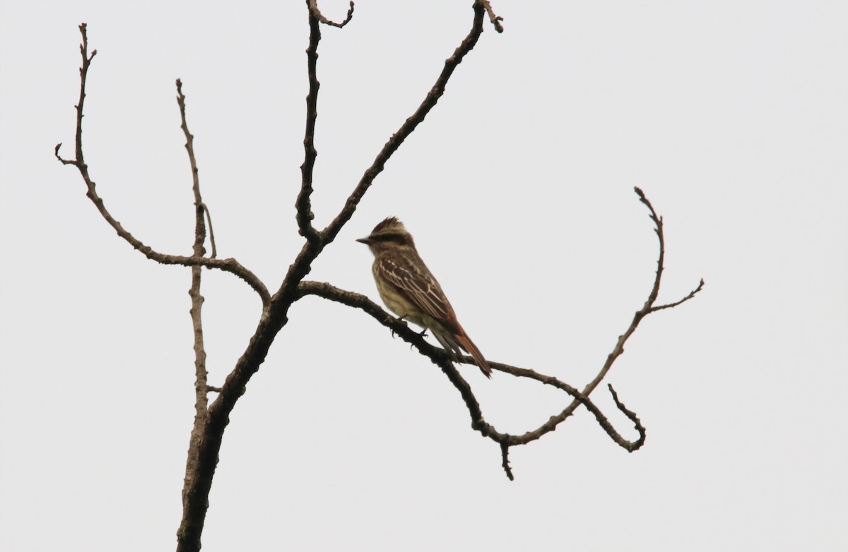 Variegated Flycatcher - ML624087738