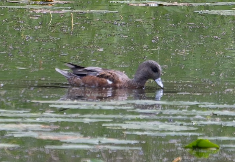 American Wigeon - ML624087768