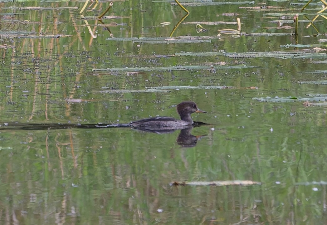 Hooded Merganser - ML624087774