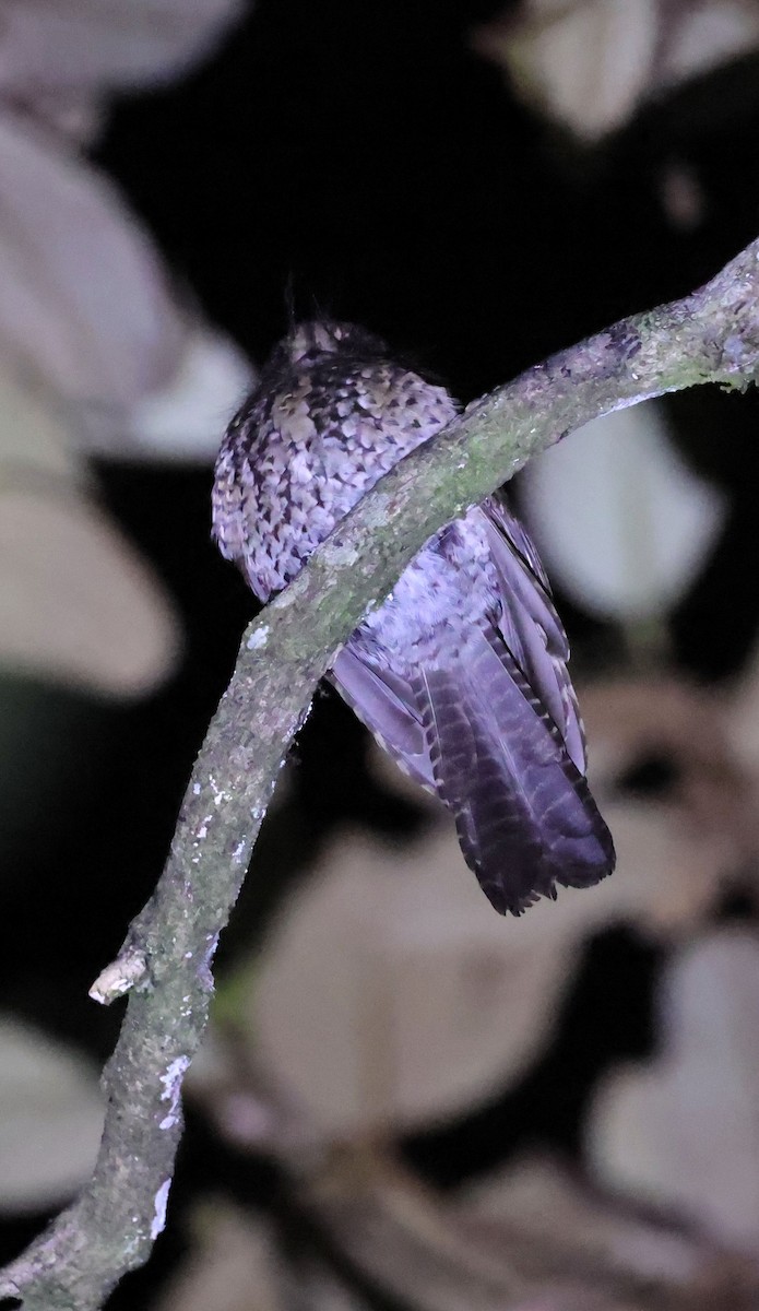 Mountain Owlet-nightjar - ML624087793