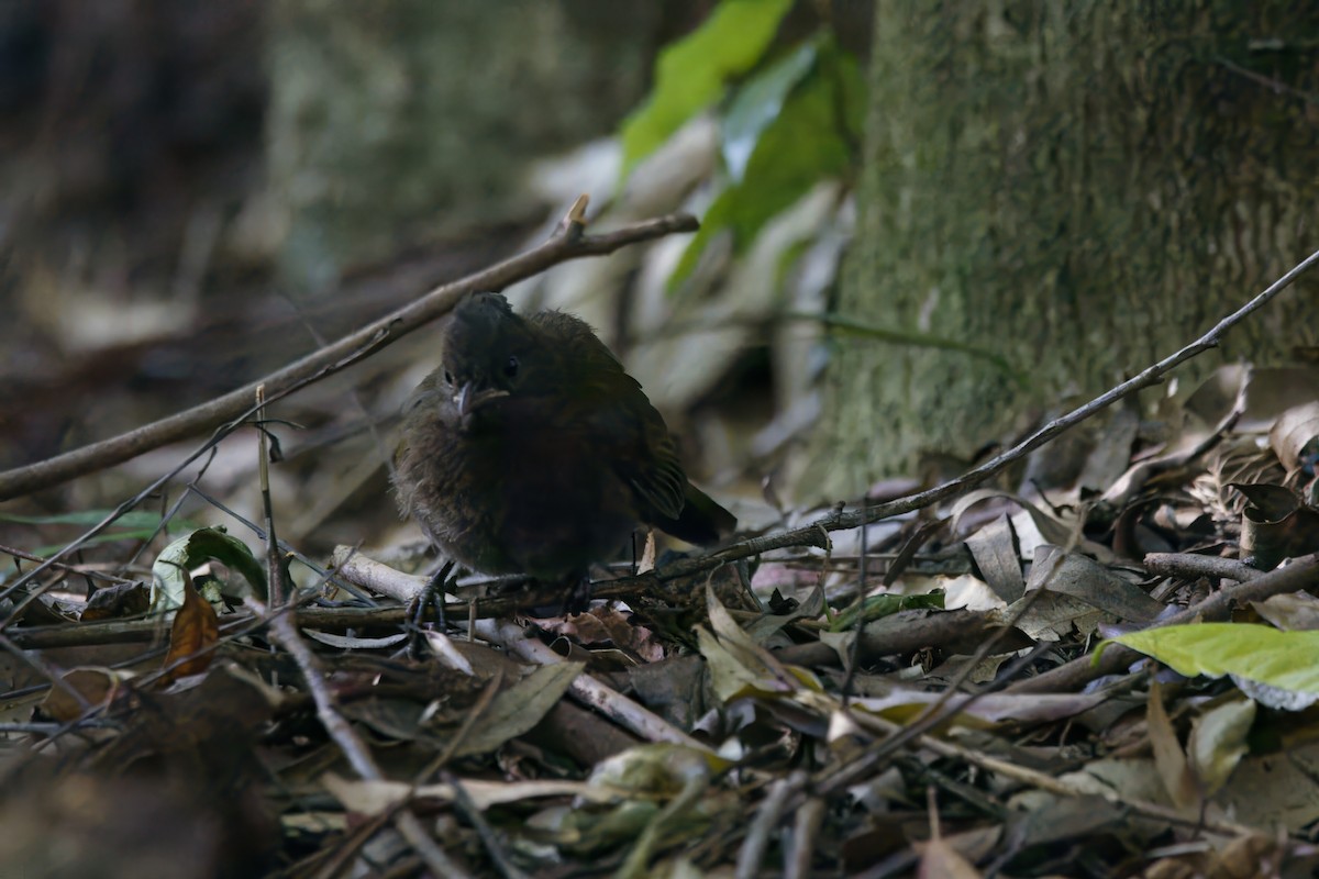 Eastern Whipbird - ML624087827