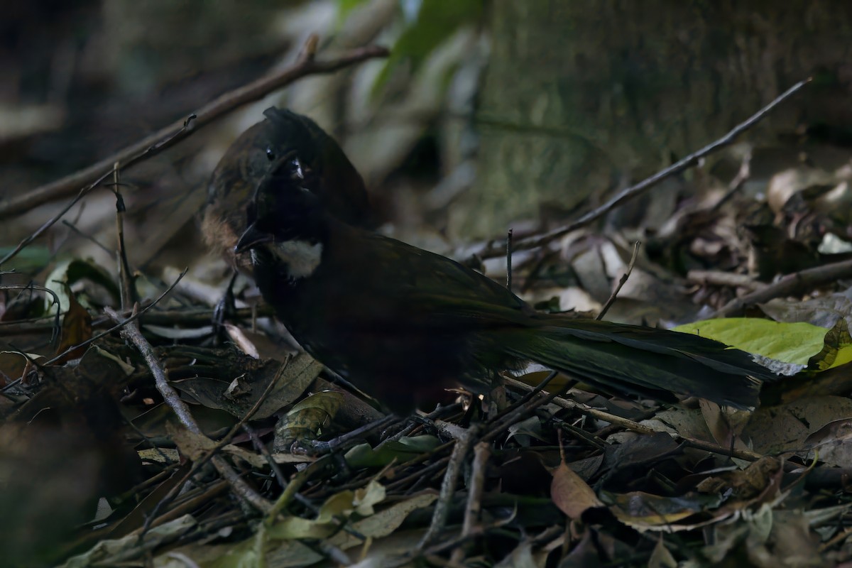 Eastern Whipbird - ML624087832