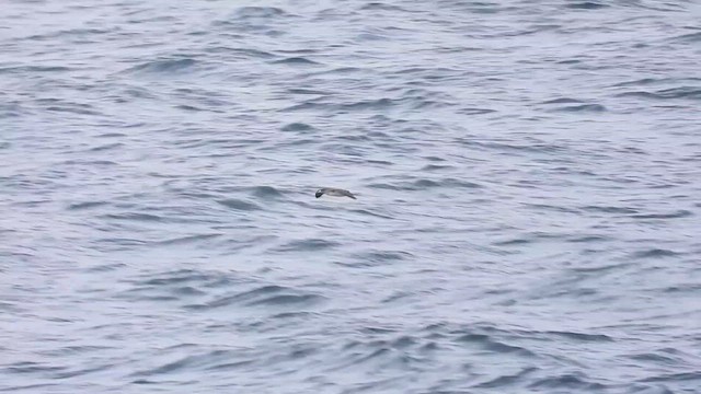 Cory's Shearwater - ML624087862