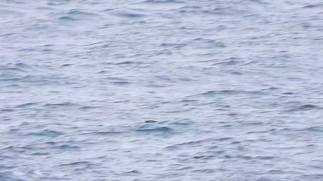 Sooty Shearwater - ML624087899