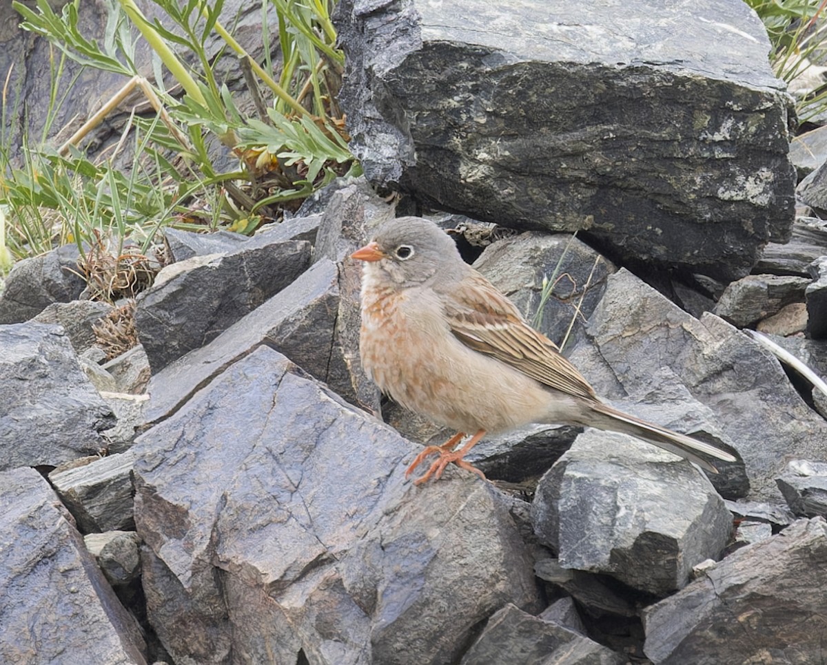 Gray-necked Bunting - john bishop