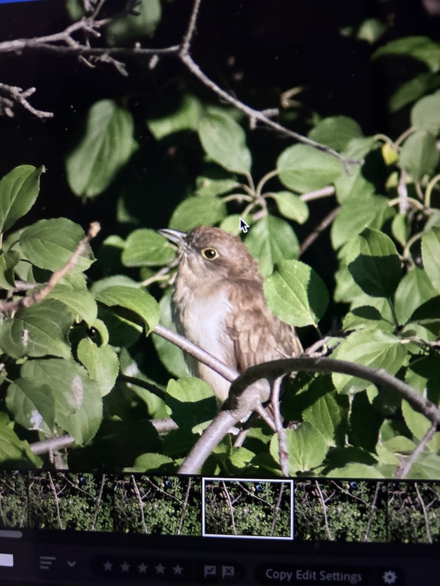 Black-billed Cuckoo - ML624087936