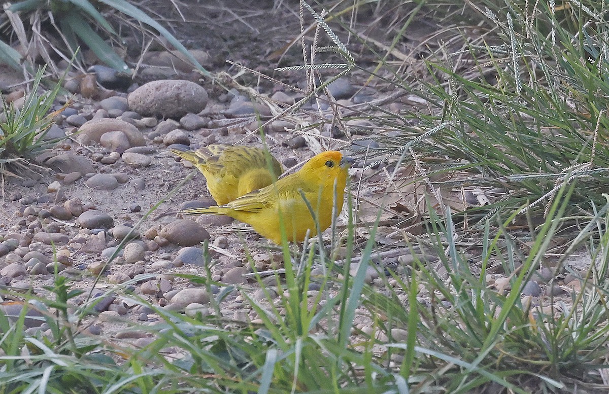 Saffron Finch - ML624087962