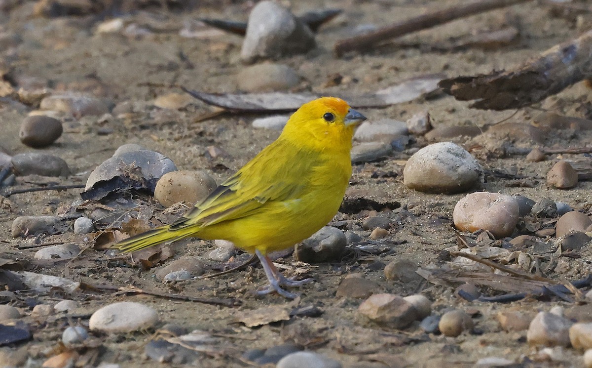 Saffron Finch - ML624087963