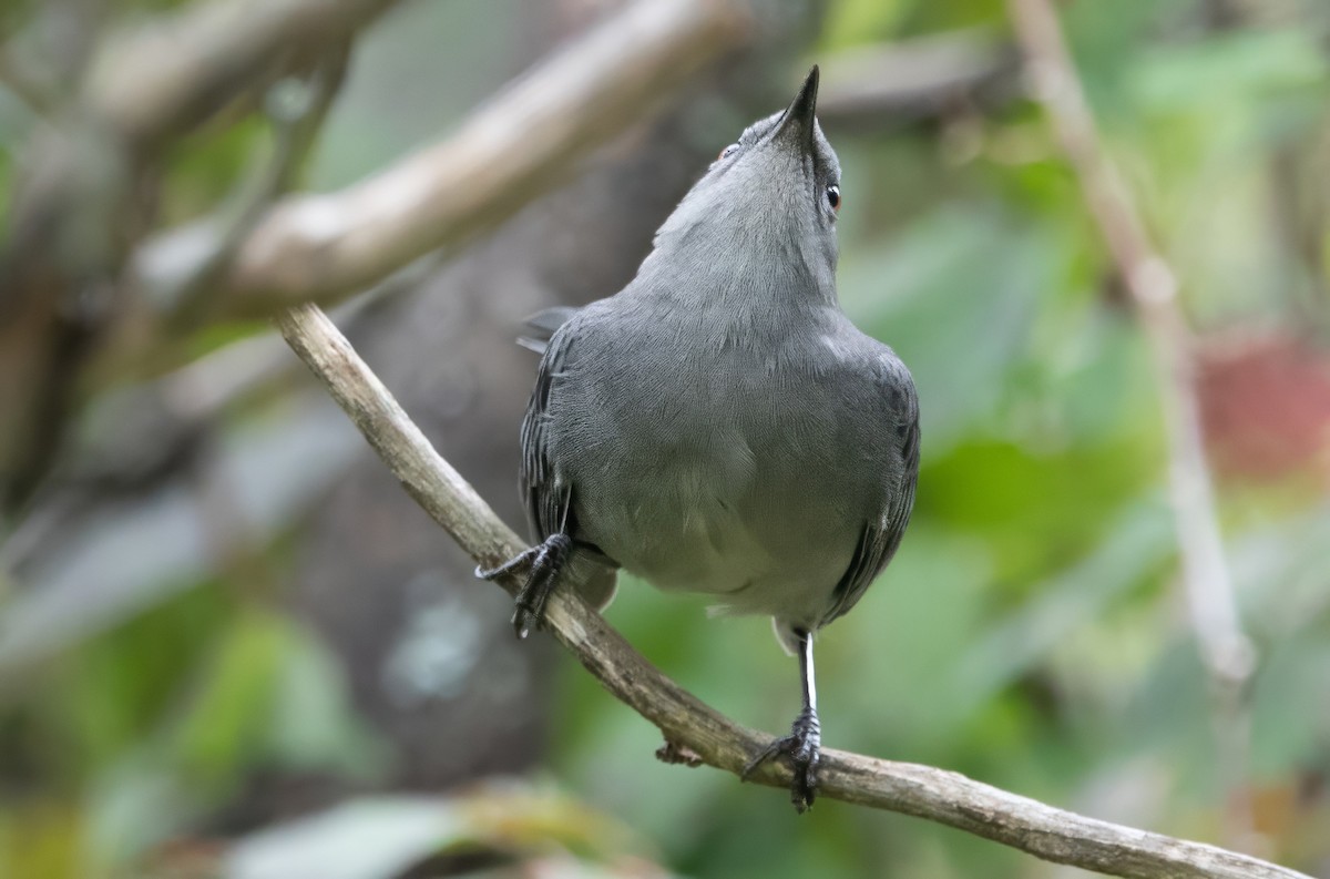 Gray Catbird - ML624087972