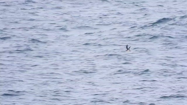 Manx Shearwater - ML624087988