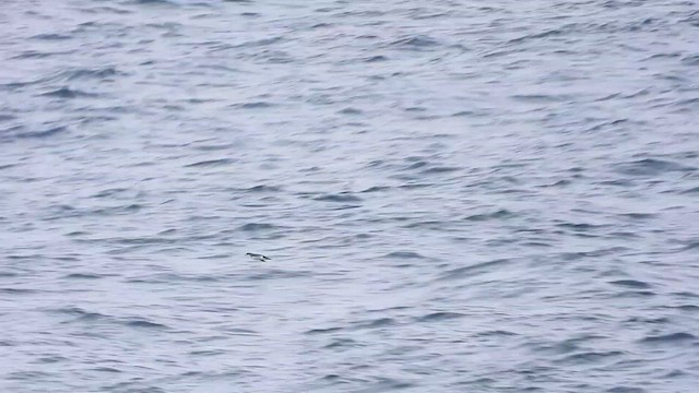 Atlantik Yelkovanı - ML624087998