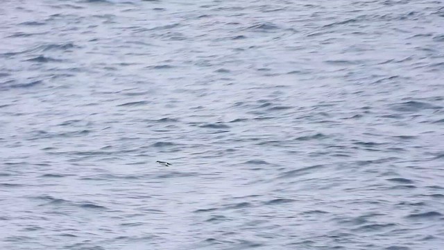 Manx Shearwater - ML624087998